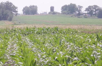 Corn fields in colonial Appalachia
